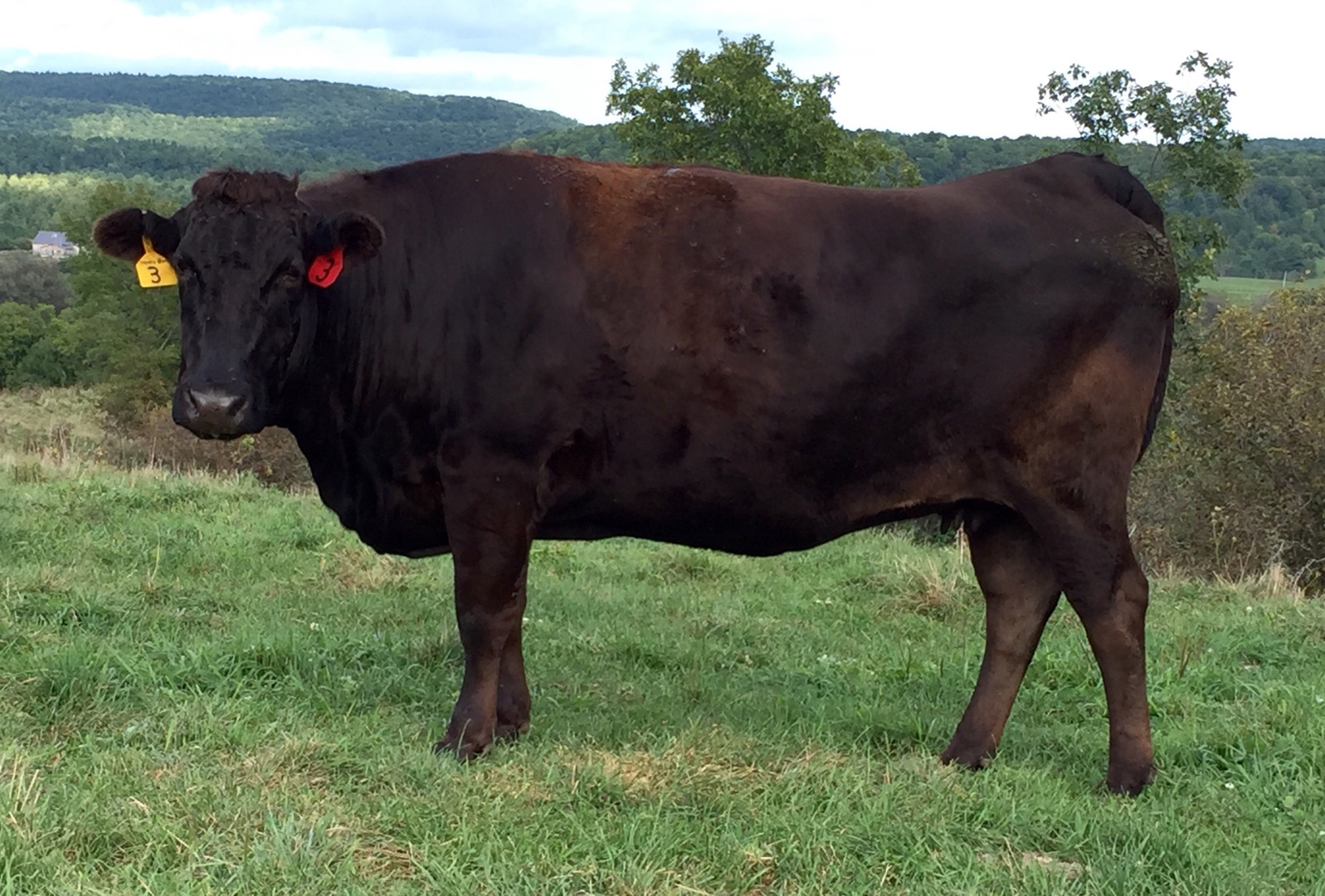 A fullblood Wagyu on pasture at WagyuRanch
