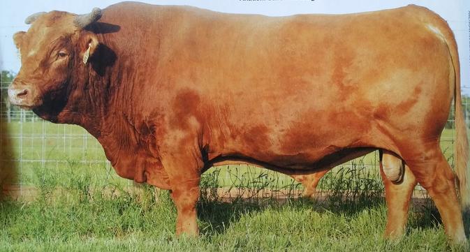 HB Big Al 502 Akaushi bull