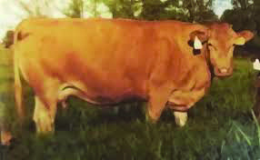 JVP MS Homare J 30E, maternal grand dam of CF Rueshaw 26W