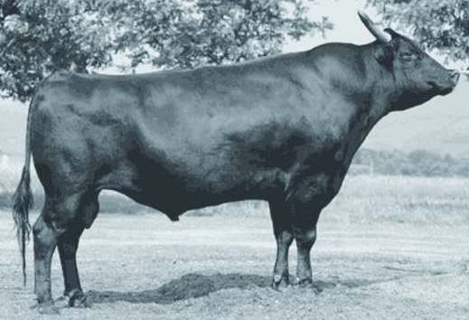 Kitaguni Jr, 5/8 brother to Kenhanafuji