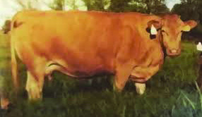 JVP MS Homare J 30E, maternal grand dam of SOR Big Al