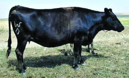 Mizutani 607E, dam of Tsunami 51B