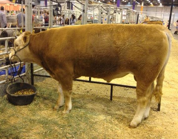 WCC Chubby Buddy Akaushi bull