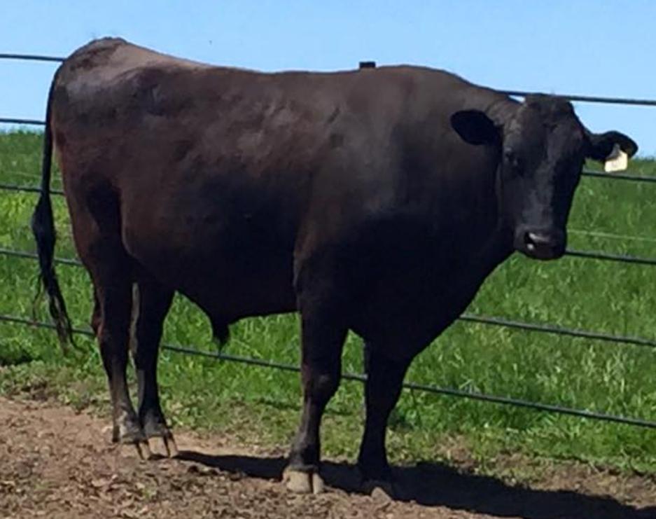 Tajimax full-blood Wagyu bull