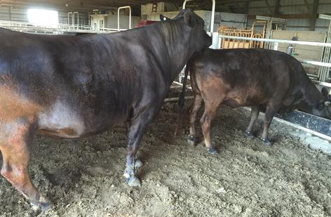 Tajimax full-blood Wagyu bull