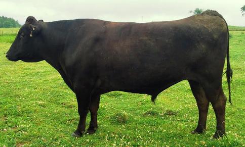 Tajimax full-blood Wagyu bull